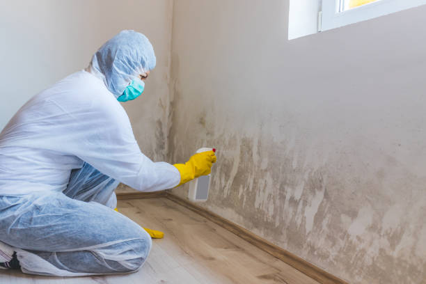 Licensed Mold Removal service in Princeton, TX - WQB Mold Removal
